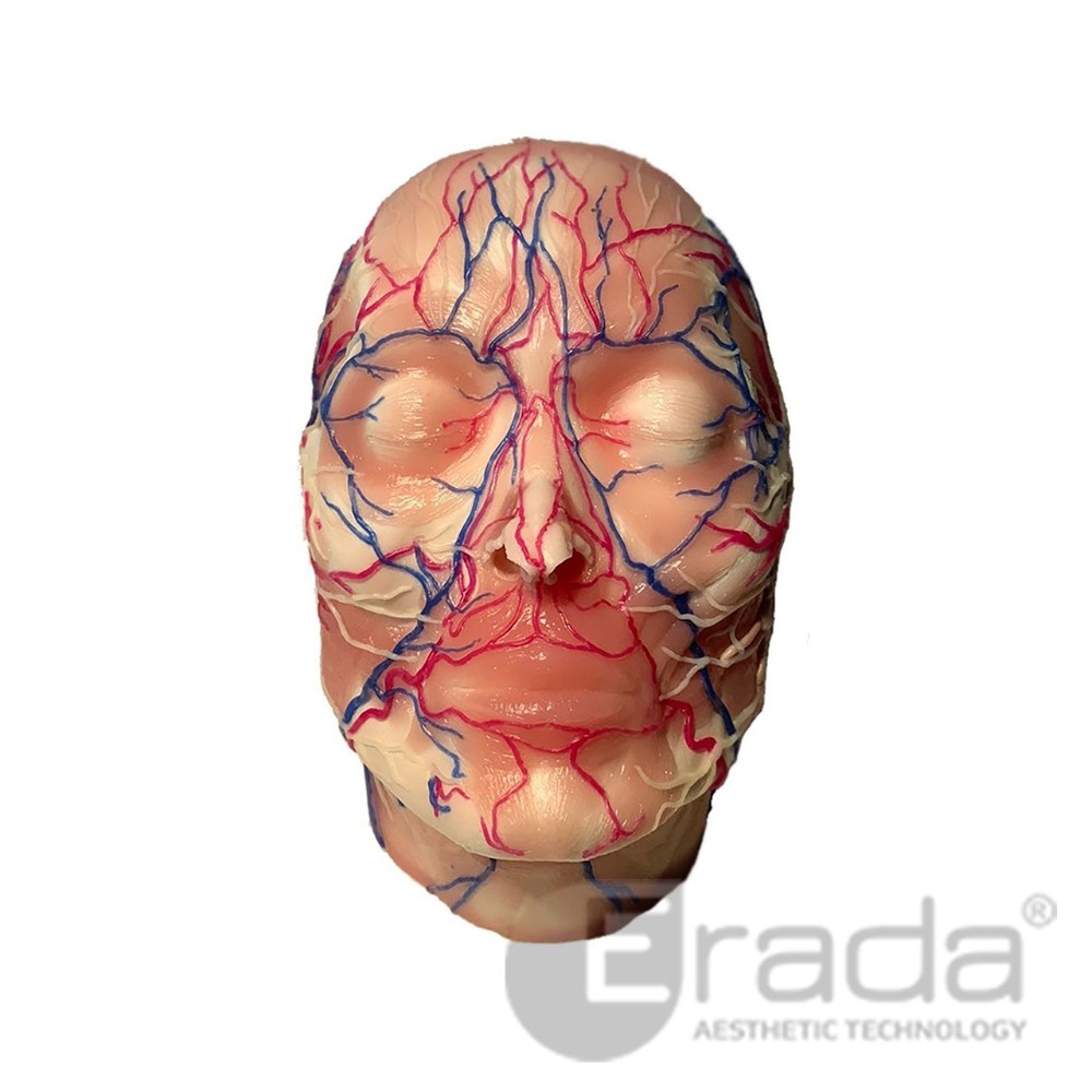 Mô hình giải phẫu mặt The Face