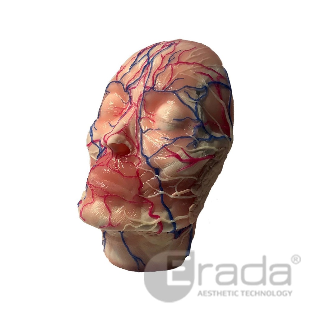 Mô hình giải phẫu mặt The Face